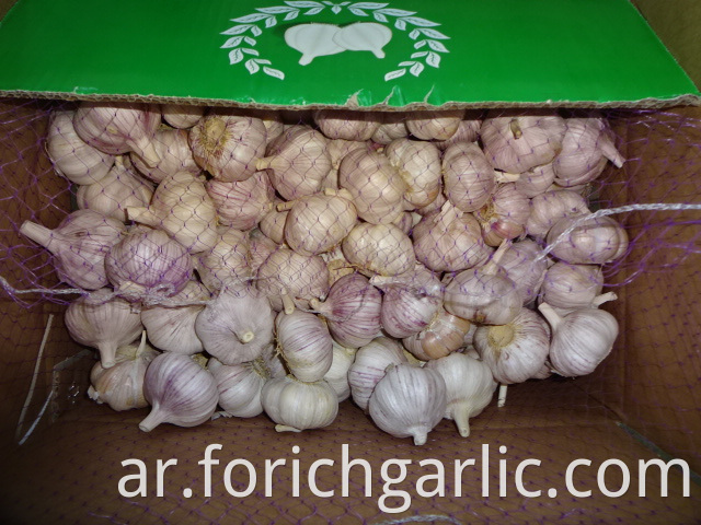 Normal White Garlic 2019